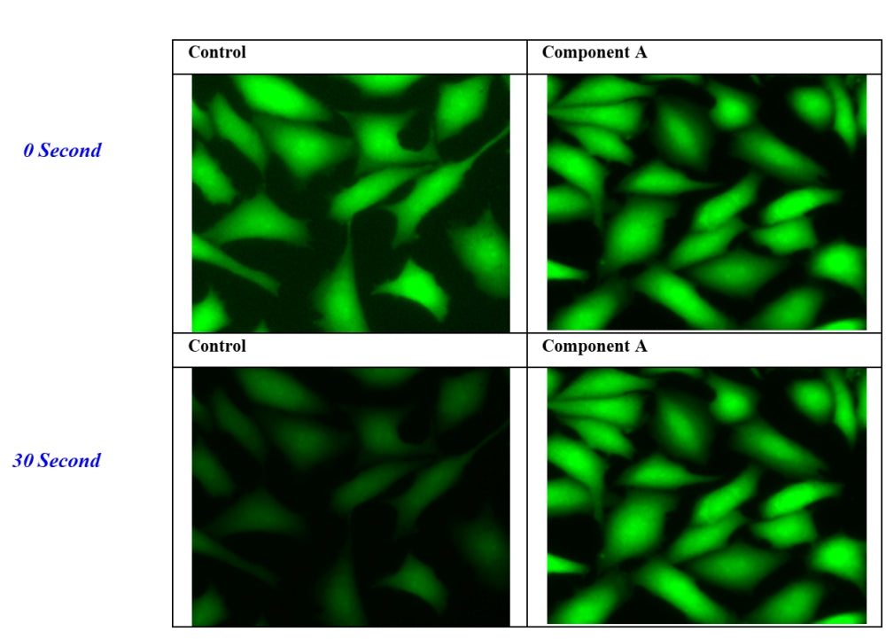 FluoroQuest™ Anti-fading Kit II *Optimized for Plate Imaging* - AAT Bioquest