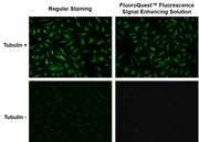 FluoroQuest™ Fluorescence Signal Enhancing Solution - AAT Bioquest