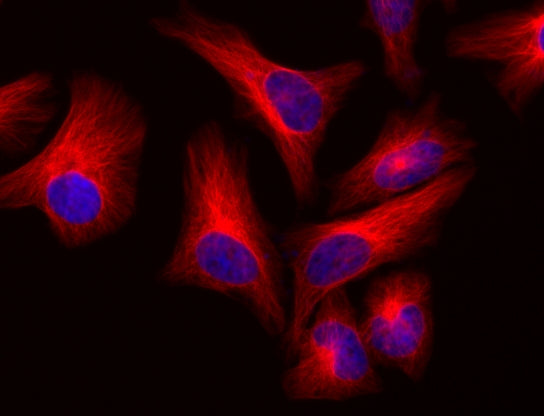 FluoroQuest™ Mounting Medium with DAPI - AAT Bioquest