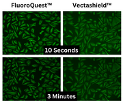 FluoroQuest™ TSA/PSA Antifade Mounting Medium *Optimized for Tyramide and Styramide Imaging* - AAT Bioquest