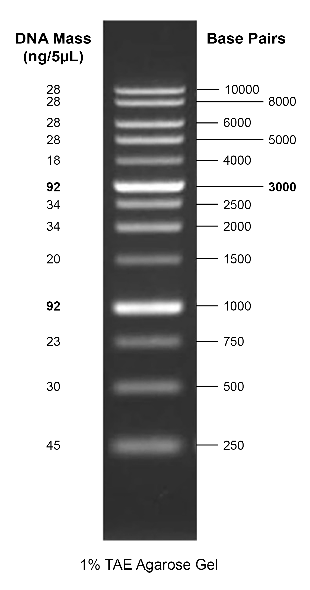 Gelite™ 1 kb DNA Ladder - AAT Bioquest