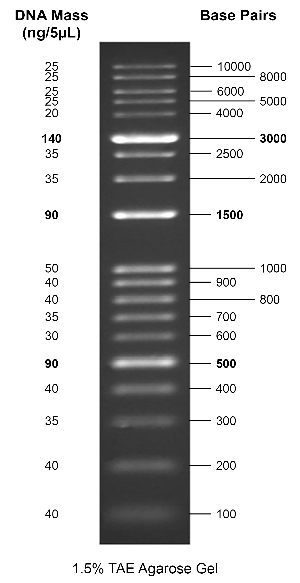 Gelite™ 100 bp-10 kb DNA Ladder - AAT Bioquest