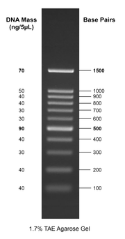 Gelite™ 100 bp DNA Ladder - AAT Bioquest