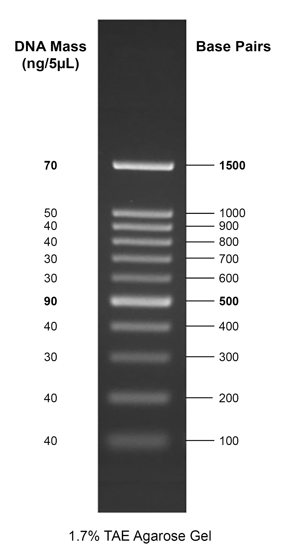 Gelite™ 100 bp DNA Ladder - AAT Bioquest
