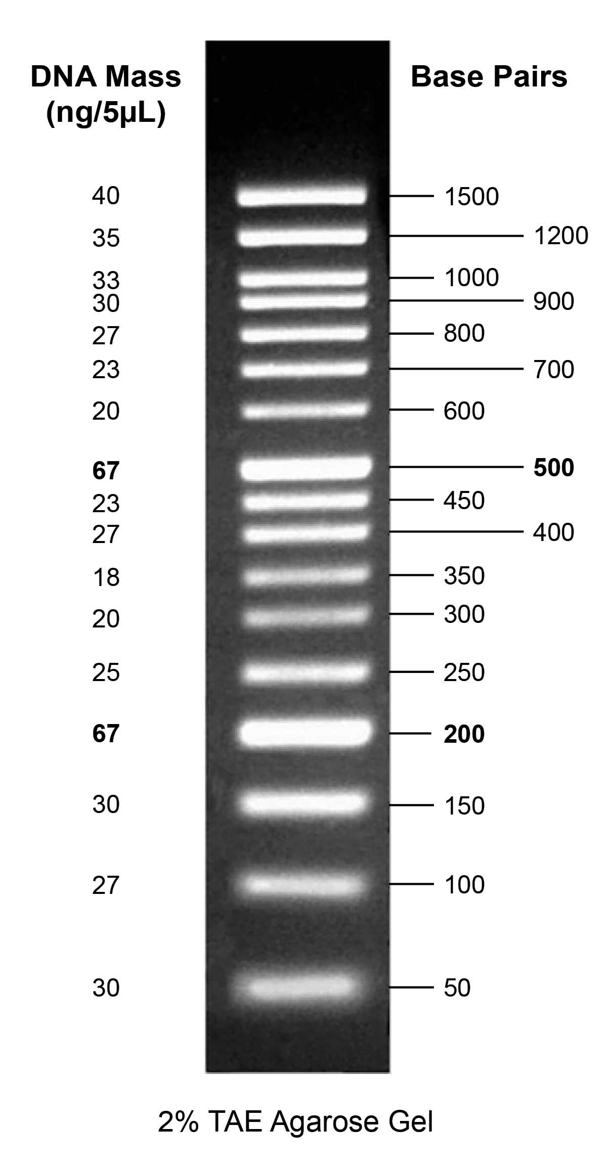 Gelite™ 50 bp DNA Ladder - AAT Bioquest