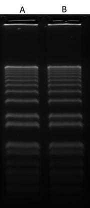 Gelite™ Green Nucleic Acid Gel Staining Kit - AAT Bioquest