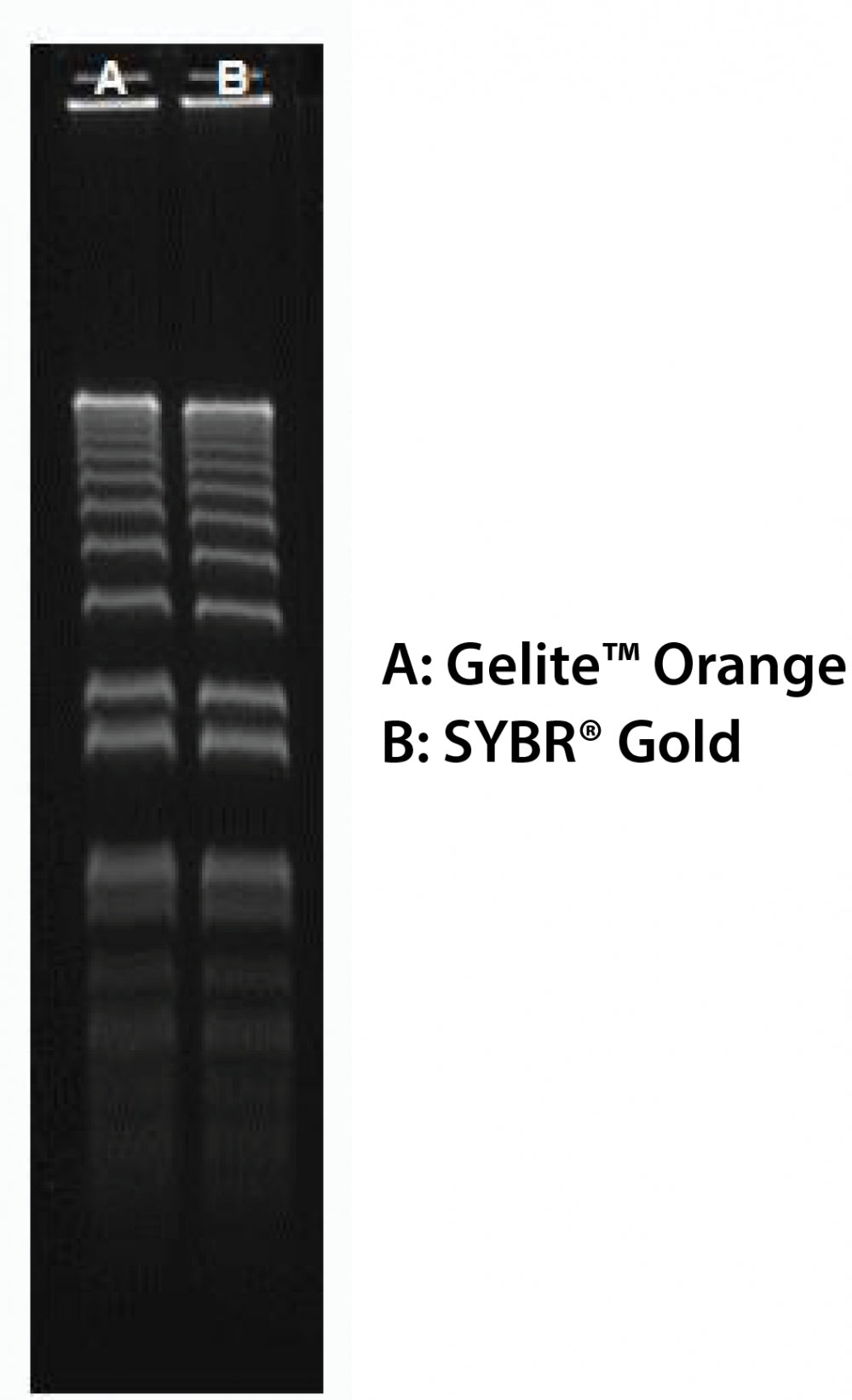 Gelite™ Orange Nucleic Acid Gel Staining Kit - AAT Bioquest