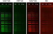 Gelite™ Safe DNA Gel Stain *10,000X DMSO Solution* - AAT Bioquest
