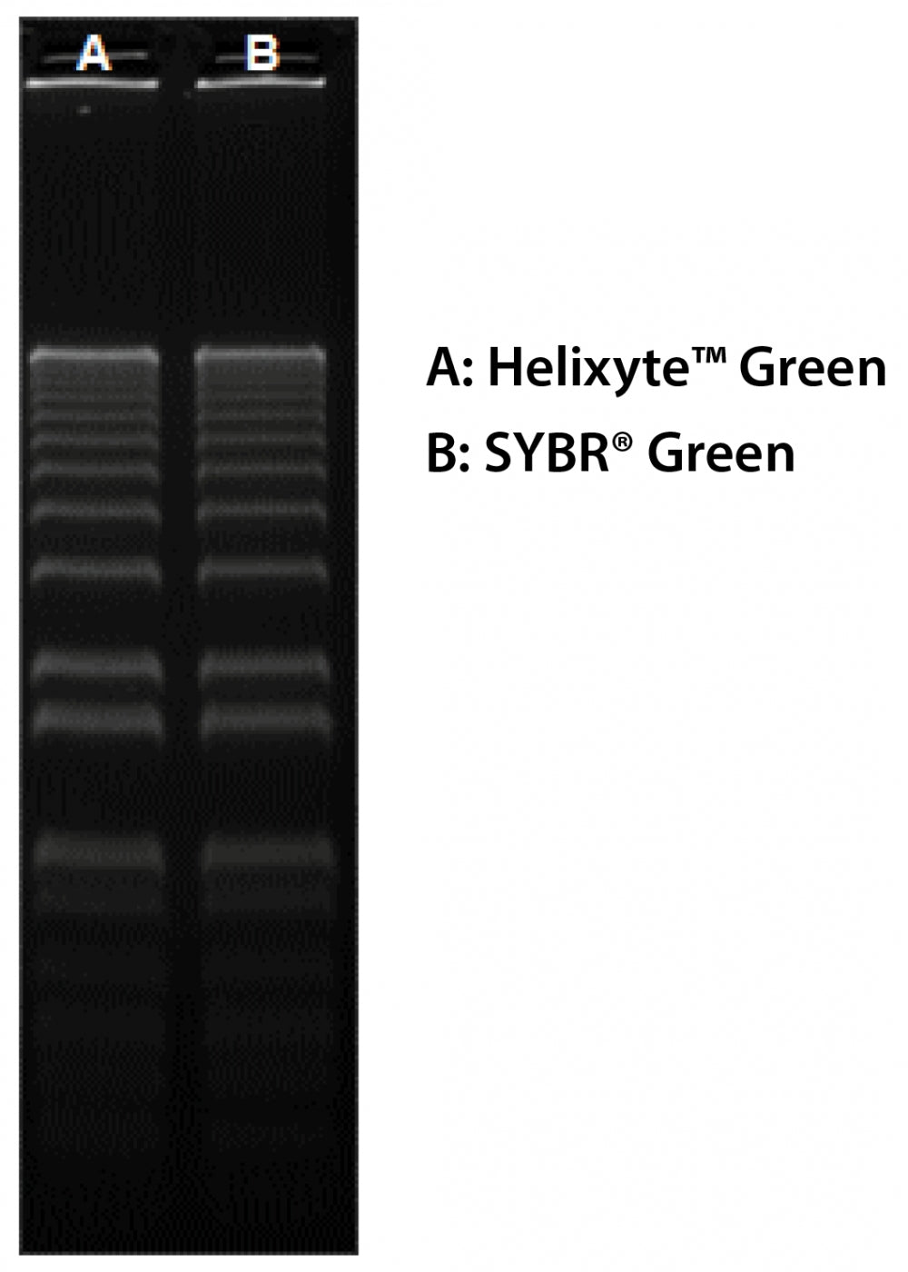 Helixyte™ Green Nucleic Acid Gel Stain *10,000X DMSO Solution* - AAT Bioquest