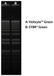 Helixyte™ Green Nucleic Acid Gel Stain *10,000X DMSO Solution* - AAT Bioquest