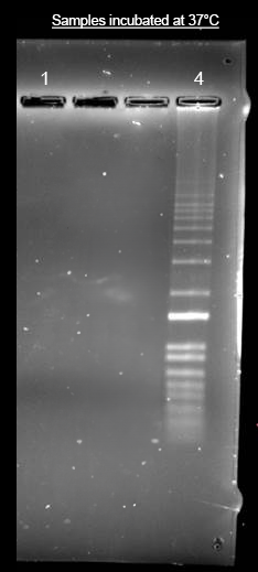 Helixyte™ iFluor® 350 Nucleic Acid Labeling Dye *Optimized for Labeling 100-300 ug DNA/RNA* - AAT Bioquest