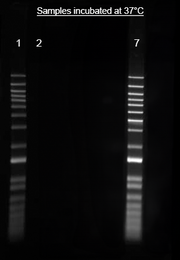 Helixyte™ iFluor® 488 Nucleic Acid Labeling Dye *Optimized for Labeling 100-300 ug DNA/RNA* - AAT Bioquest
