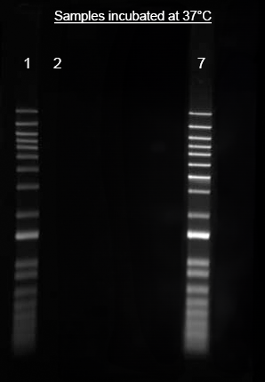 Helixyte™ iFluor® 488 Nucleic Acid Labeling Dye *Optimized for Labeling 100-300 ug DNA/RNA* - AAT Bioquest