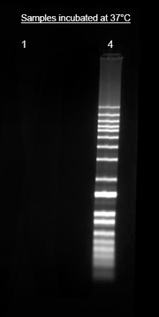 Helixyte™ iFluor® 555 Nucleic Acid Labeling Dye *Optimized for Labeling 100-300 ug DNA/RNA* - AAT Bioquest