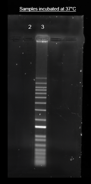 Helixyte™ iFluor® 594 Nucleic Acid Labeling Dye *Optimized for Labeling 100-300 ug DNA/RNA* - AAT Bioquest