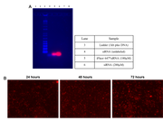 Helixyte™ iFluor® 647 Nucleic Acid Labeling Dye *Optimized for Labeling 100-300 ug DNA/RNA* - AAT Bioquest