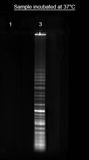 Helixyte™ iFluor® 750 Nucleic Acid Labeling Dye *Optimized for Labeling 100-300 ug DNA/RNA* - AAT Bioquest