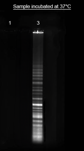 Helixyte™ iFluor® 750 Nucleic Acid Labeling Dye *Optimized for Labeling 100-300 ug DNA/RNA* - AAT Bioquest