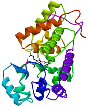 Horseradish Peroxidase *Optimized for conjugation* - AAT Bioquest