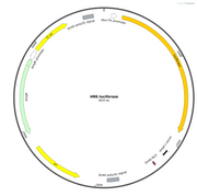 HRE-Luciferase Plasmid - AAT Bioquest