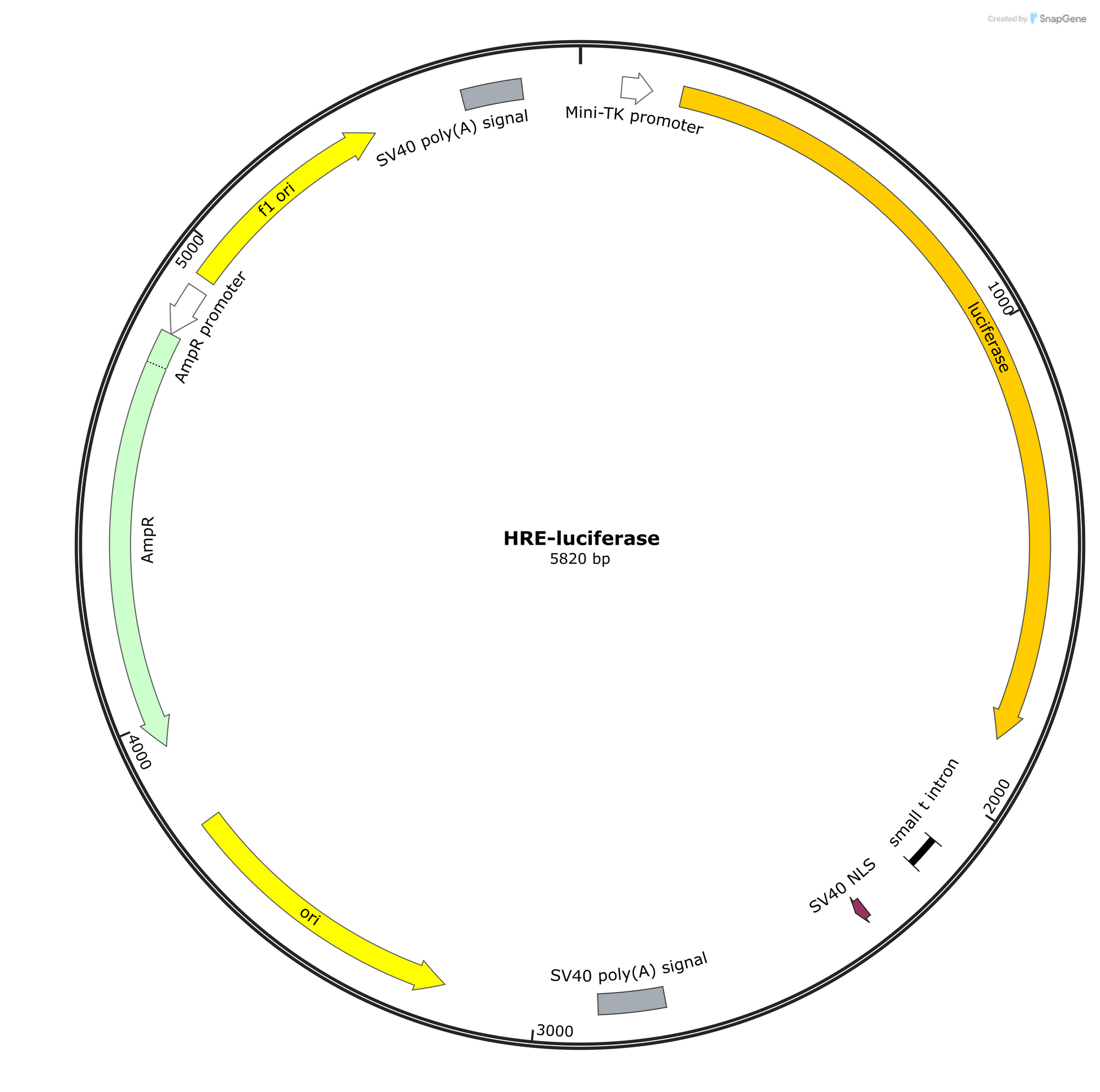 HRE-Luciferase Plasmid - AAT Bioquest
