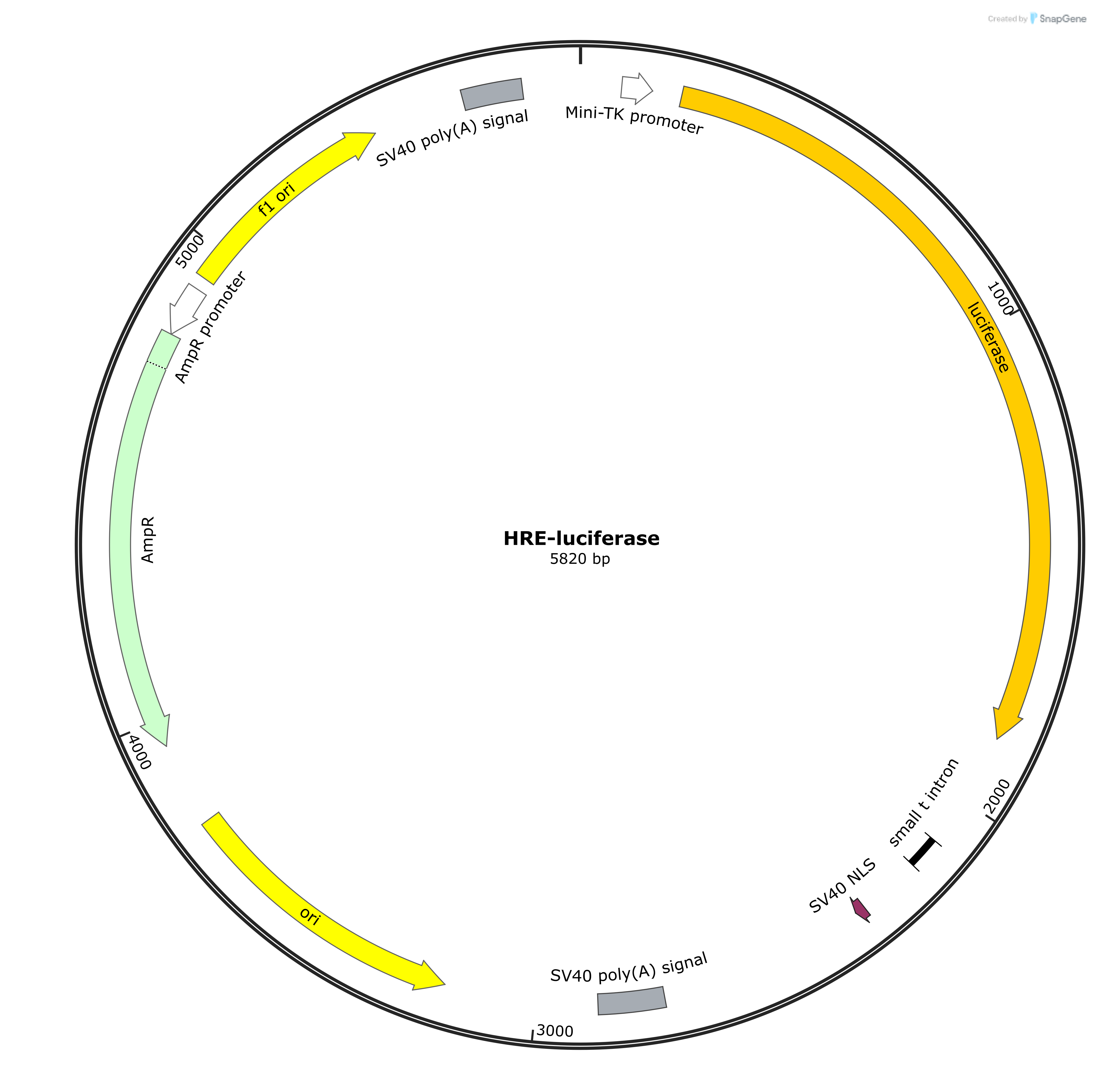 HRE-Luciferase Plasmid - AAT Bioquest