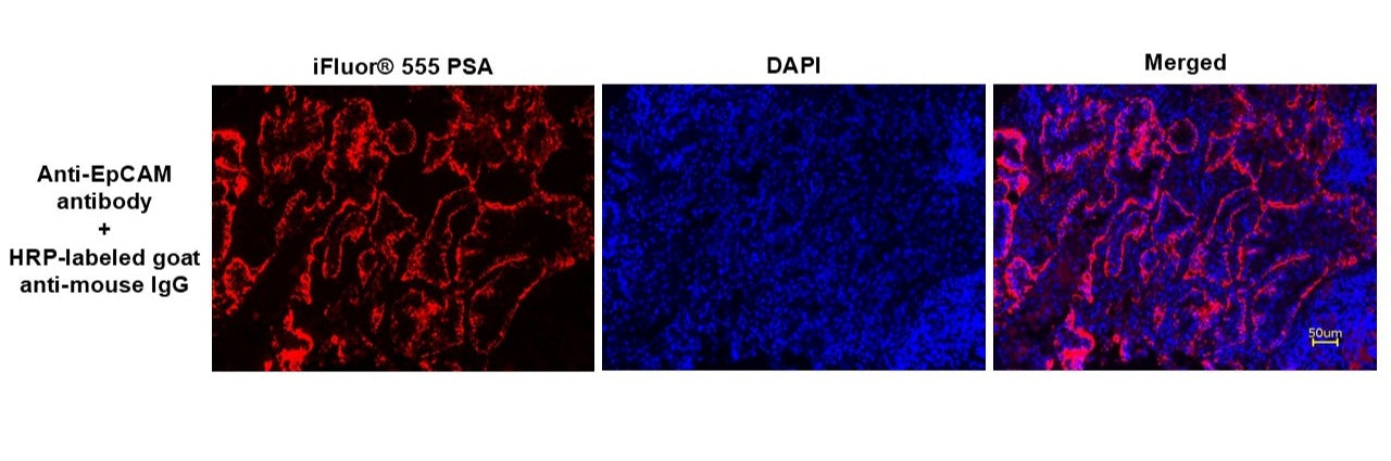HRP-labeled goat anti-mouse IgG (H+L) - AAT Bioquest