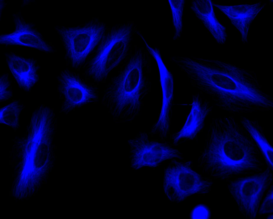 iFluor® 350 goat anti-mouse IgG (H+L) *Cross Adsorbed* - AAT Bioquest