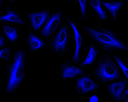iFluor® 350 goat anti-rabbit IgG (H+L) - AAT Bioquest