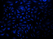 iFluor® 350-streptavidin conjugate - AAT Bioquest