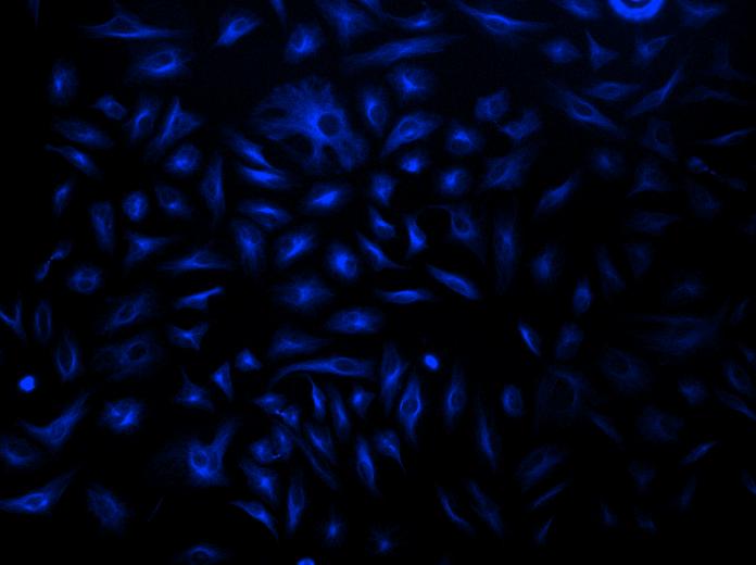 iFluor® 350-streptavidin conjugate - AAT Bioquest