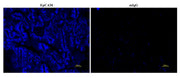 iFluor® 350 Styramide - AAT Bioquest