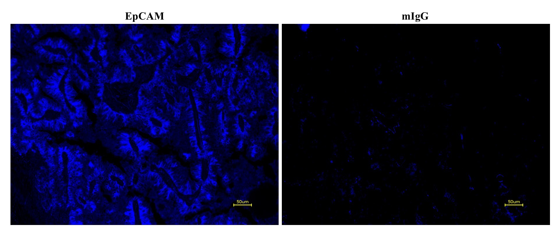 iFluor® 350 Styramide - AAT Bioquest