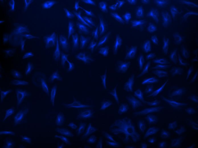 iFluor® 405-streptavidin conjugate - AAT Bioquest