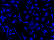 iFluor® 405 Styramide - AAT Bioquest