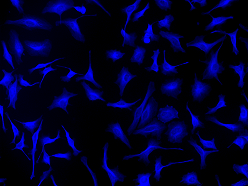 iFluor® 405 Styramide - AAT Bioquest