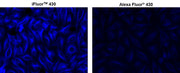 iFluor® 430 succinimidyl ester - AAT Bioquest