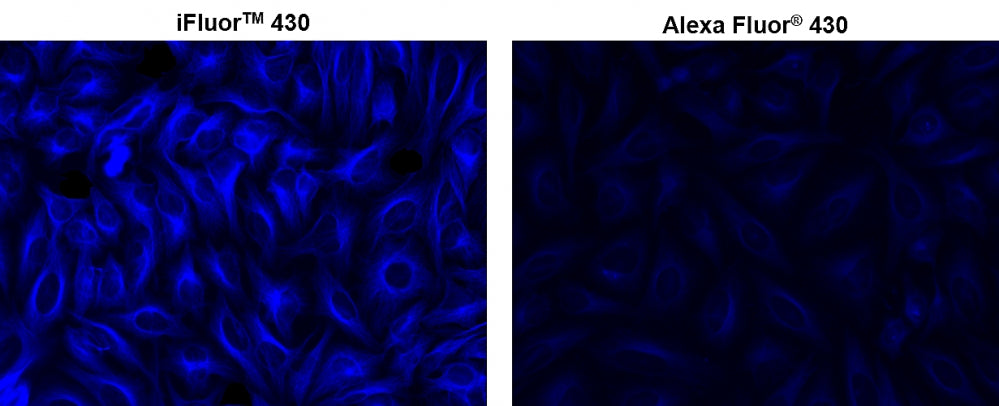 iFluor® 430 succinimidyl ester - AAT Bioquest