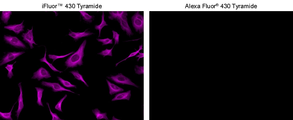 iFluor® 430 Tyramide - AAT Bioquest