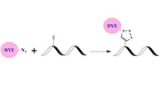 iFluor® 488 azide - AAT Bioquest