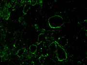 iFluor® 488-Concanavalin A Conjugate - AAT Bioquest
