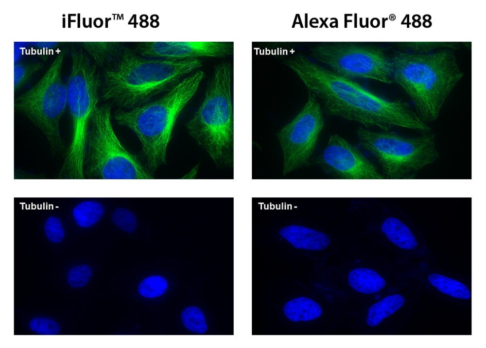 iFluor® 488 goat anti-mouse IgG (H+L) *Cross Adsorbed* - AAT Bioquest