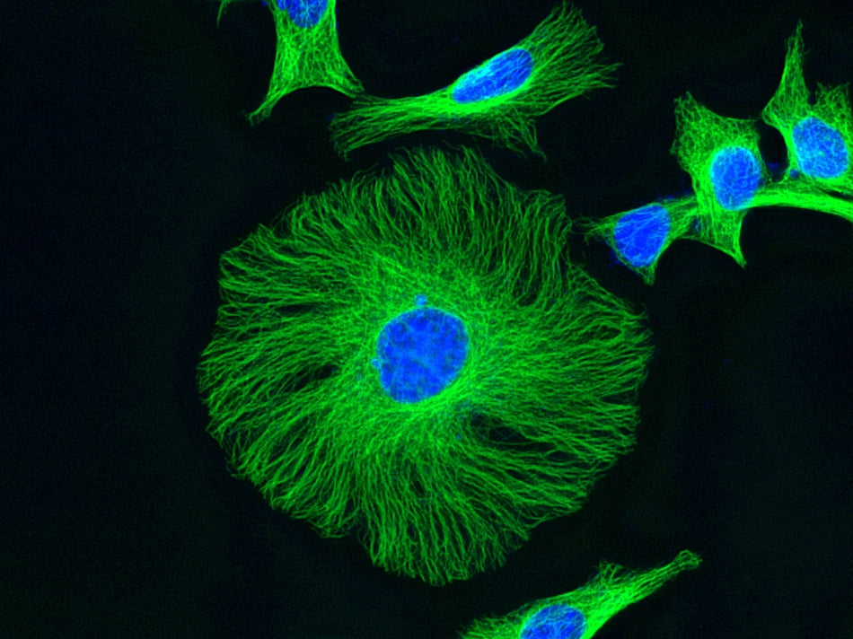 iFluor® 488 goat anti-mouse IgG (H+L) - AAT Bioquest