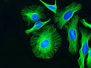 iFluor® 488 goat anti-rabbit IgG (H+L) *Cross Adsorbed* - AAT Bioquest