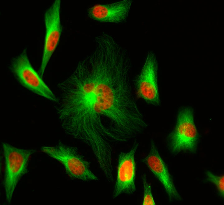 iFluor® 488 maleimide - AAT Bioquest