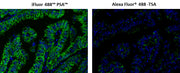 iFluor® 488 PSA™ Imaging Kit with Goat Anti-Mouse IgG - AAT Bioquest