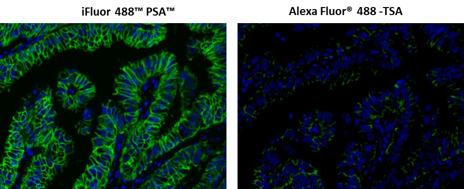 iFluor® 488 PSA™ Imaging Kit with Goat Anti-Mouse IgG - AAT Bioquest