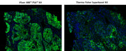 iFluor® 488 PSA™ Imaging Kit with Goat Anti-Rabbit IgG - AAT Bioquest