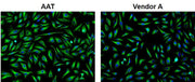 iFluor® 488-streptavidin conjugate - AAT Bioquest