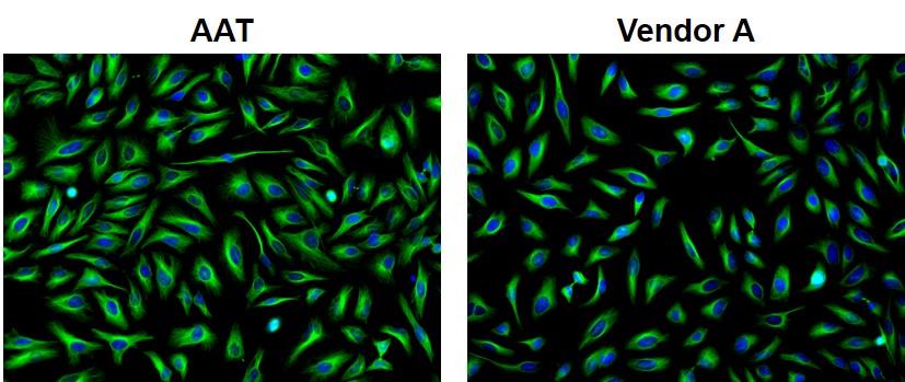 iFluor® 488-streptavidin conjugate - AAT Bioquest